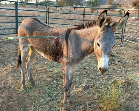 Donkey On the Mend Following Recent Bow Assault on Feral Donkeys in California