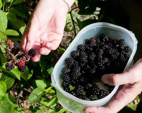 Wanted: Delicious Bakes to Make Use Of a Abundance of House-Made Jam