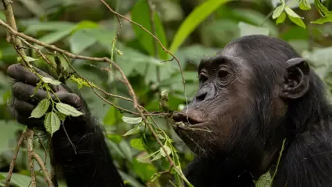 Chimpanzees Drinking a Daily Dose of a Beer Daily from Ripe Produce, Investigation Shows