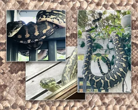 Accepting my Reptiles in the Overhead Space: A Transformation from Anxiety to Fascination