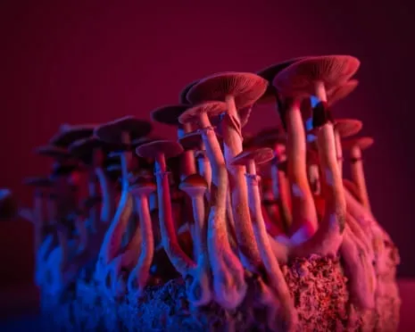 Regarding Substances by the Philosopher: An Intellectual Journey into Psychedelics