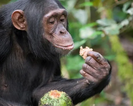 Chimpanzees Drink Daily Ethanol Equivalent to a Beer from Fermented Figs