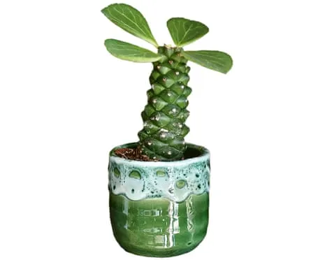 Will My Euphorbia Once Again Sprout Again?