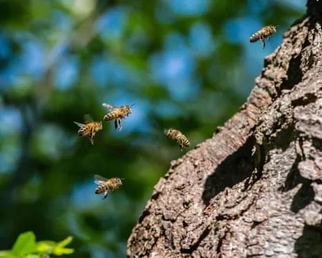 How Saving Honeybees Could Negatively Affect Other Pollinators