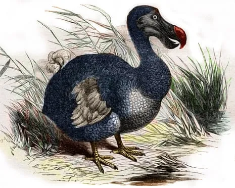 Experts State They’ve Made a ‘Pivotal Step’ in Resurrecting the Flightless Species for the Initial Instance in 300 Years