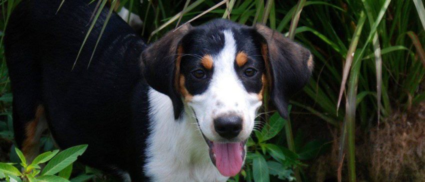 Breeding Coon Hounds - When Is Line Breeding The Choice?